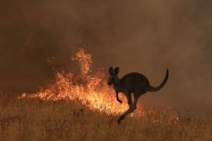 Dezastru în Australia – Peste 500 milioane de animale ucise de incendiile devastatoare