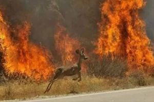Suntem martorii unei apocalipse. 500 de milioane de animale carbonizate în incendiile din Australia