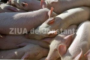 Noi cazuri de pesta porcina, confirmate