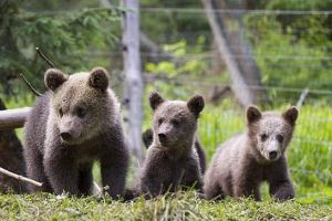 Transilvania, singurul loc din Europa care joacă rol de orfelinat pentru puii de urs