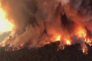 500 de milioane de animale au murit în incendiile din Australia. Premierul a fost huiduit: „Eşti un idiot”