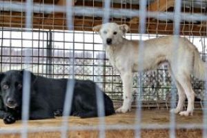 400 de animale de la adapostul public Baia Mare raman fara hrana. Asociatia “Salvati animalele” face un apel