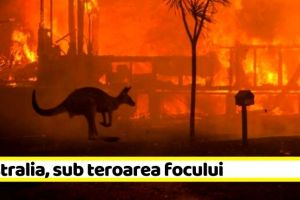 Australia, sub teroarea focului. 500 de milioane de animale au murit arse