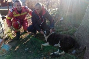 UPDATE: Pompierii ISU Dobrogea intervin pentru salvarea unui animal cazut intr-o fantana, in Techirghiol (galerie foto) 