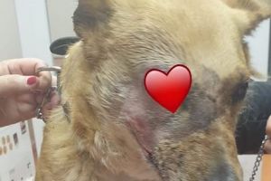 FOTO. Câinele desfigurat de petardă îşi revine încet