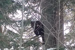 VIDEO Ursul, la schi în Predeal