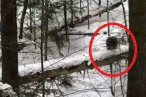 FOTO/VIDEO. Un urs a coborât la… schi şi a provocat PANICĂ în rândul turiştilor dintr-o staţiune montană