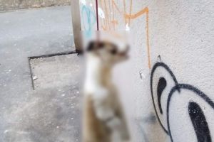 FOTO. Câine spânzurat de o ţeavă de gaz! Un nou caz de cruzime extremă!