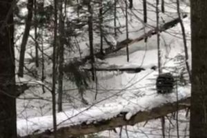 VIDEO: Cu ursul pe pârtia Clăbucet