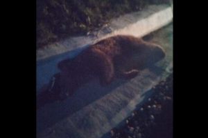 FOTO Urs mort la Micăsasa – A fost lovit de o maşină