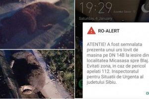 Mesaj transmis prin RO-ALERT în apropiere de Blaj: Un urs a murit, după ce a fost lovit de maşină pe DN 14B