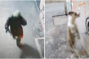 VIDEO. Bărbatul care a spânzurat un câine, reţinut. Imaginile care îl incriminează