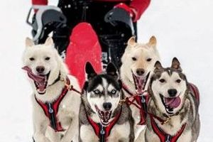 Concursul de sănii trase de câini pe ”Drumul Romanilor”, amânat