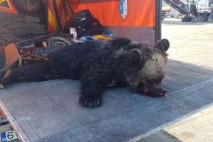 Pui de urs lovit mortal de o maşină!