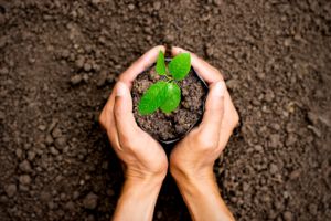 ONU a declarat anul 2020 Anul internaţional al sănătăţii plantelor