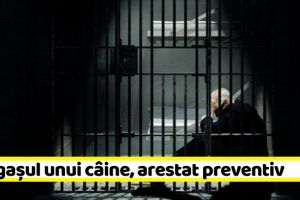 Naţional: Individul care a spânzurat un câine a fost arestat preventiv