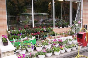 „O florărie la Suceava”