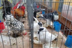 Expoziţie cu aproape 400 de păsări şi mamifere mici de curte, organizată la  Colegiului ...