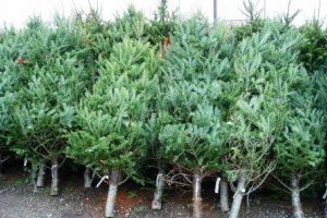 ATENȚIE arădeni! UNDE trebuie să lăsaţi BRAZII DE CRĂCIUN şi cine îi colectează