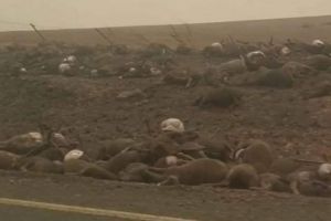 VIDEO Imagini apocaliptice în Australia – Canguri şi urşi koala, morţi pe marginea şoselei