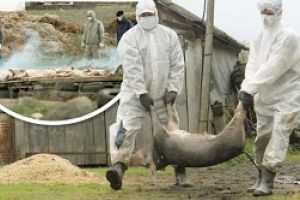 Pesta porcina loveste fara mila, in Braila / Mii de porci urmeaza sa fie eutanasiati