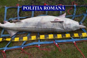 Morun de 120 de kilograme, eliberat în mediul natural de poliţişti