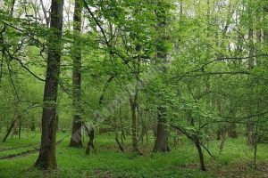 Direcţia Silvică Dâmboviţa: Locul V la nivel naţional în ceea ce priveşte cantitatea de lemn valorificată către populaţie