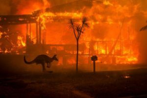Incendii in Australia – Sute de milioane de animale ar fi pierit in incendiile de vegetatie