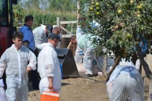 Două noi focare de pestă porcină în Bihor. Vezi toate zonele afectate 