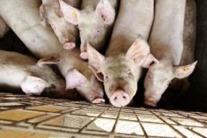 Pesta porcina evolueaza in Romania – Sute de localitati sunt afectate