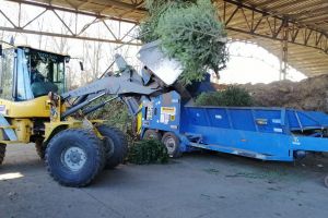 Brazii de Crăciun nu se aruncă, ci se transformă