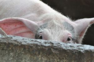 Focarul de pestă porcină africană din Harghita, monitorizat zilnic; a început sacrificarea mistreţilor