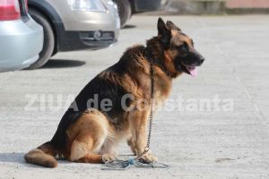 Regulamentul privind functionarea popotelor si norma de hrana pentru animalele de serviciu din cadrul MAI, publicat in Monitorul Oficial
