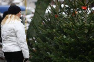 A început colectarea brazilor de Crăciun, la Braşov