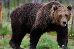 S-a autorizat „recoltarea” a 11 urşi din Mureş!