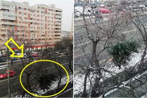 FOTO. Un sătmărean şi-a aruncat bradul pe geam. S-a oprit într-un copac