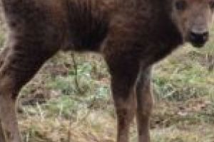 VIDEO. Pui de zimbru, prins în laţul braconierilor! Infractorii sunt liberi!