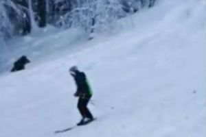 Urşii văzuţi în zona pârtiei Clăbucet din Predeal vor fi relocaţi în judeţul Bihor