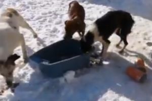 VIDEO Scene cutremuratoare în judeţul Suceava - Cel puţin şase câini au fost împuşcaţi cu sânge rece