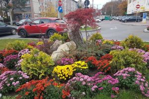 Suceava va fi şi în 2020 un „oraş al florilor”