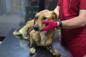 Imaginile cruzimii, in Braila/ Catelusa cu labutele sectionate si necrozate, lasata in agonie. Este mutilata!