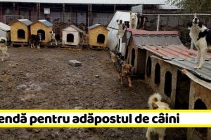 NEAMȚ: Amendă pentru adăpostul de câini din Piatra-Neamţ
