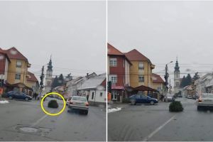 FOTO. Brad aruncat în mijlocul unei intersecţii din municipiul Satu Mare