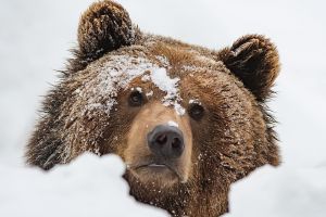 Vin urşii! Ministerul Mediului relochează în Bihor urşii care se plimbă pe pârtia de la Predeal (VIDEO)