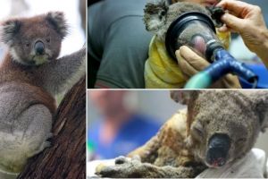 Din cauza incendiilor devastatoare din Australia, urşii koala se află în pragul dispariţiei