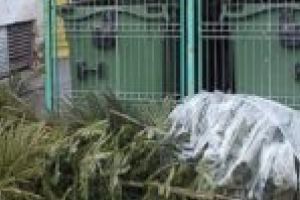 Simbolul sărbătorilor, la gunoi! Serviciu special de colectare a pomilor de Crăciun