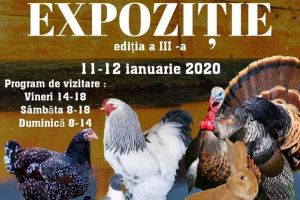 Expoziţie de păsări, iepuri şi porumbei, la Făgăraş. Acces gratuit pentru copii