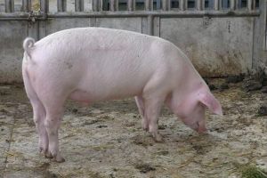 Teleorman: Despăgubiri de peste 5,1 milioane de lei, pentru 1.526 de exploataţii afectate de pesta porcină africană