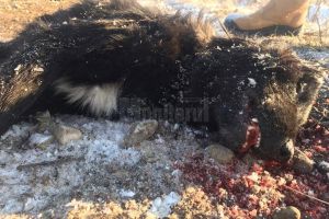 Mai mulţi câini au fost împuşcaţi mortal pe un câmp din apropiere de Arbore