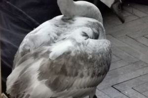 FOTO Lebădă găsită, astăzi, în curtea unui imobil